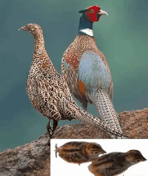 野鸡集肉用,观赏和药用于一身的名贵野味珍禽