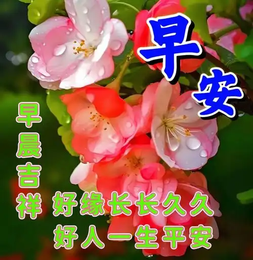 早上好表情包图片带字带问候新的一天早安吉祥