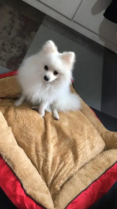 [博美]狗狗每天喜欢在窝里撒尿