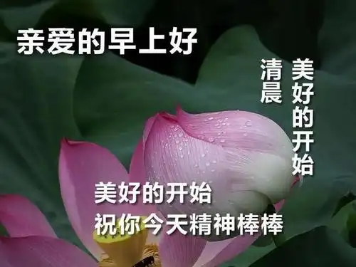 亲爱的早上好鲜花图片祝福语四月漂亮表情问候语录