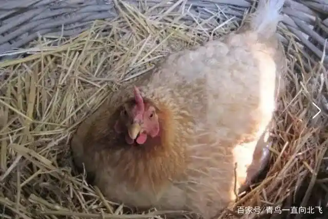 孵卵的老母鸡