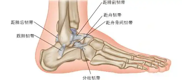 足踝的结构和重要性
