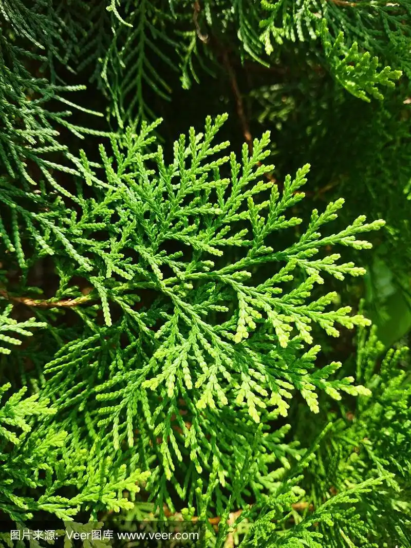 松树的叶子