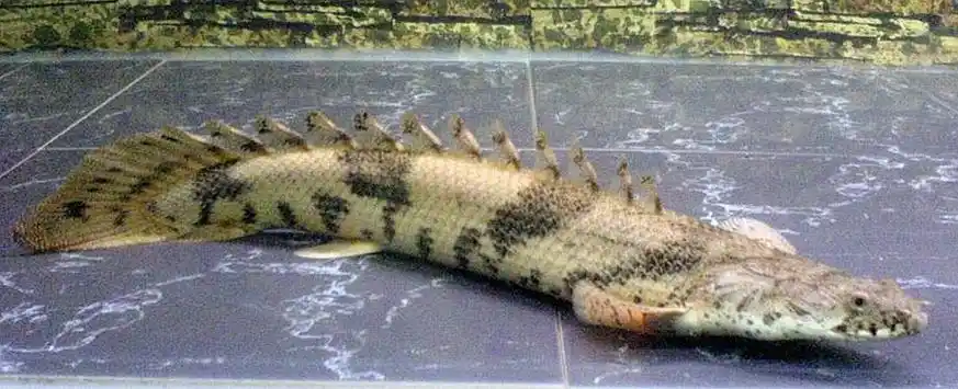 展开全部 虎纹恐龙王鱼