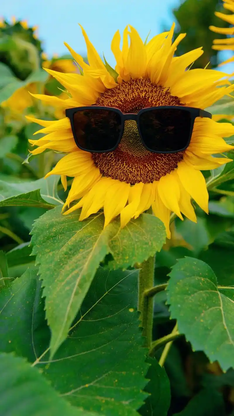 摄影师日常 #属于秋天的颜色#向日葵花海  抓住秋天的尾巴 - 抖音