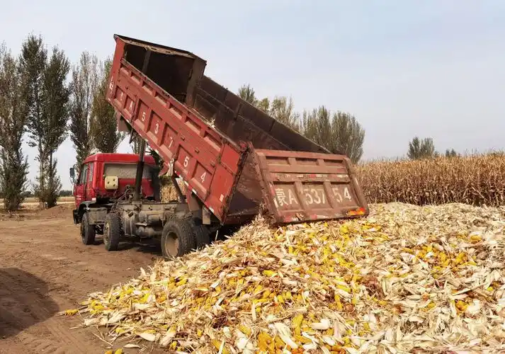 "粮"成美景 "北方粮仓"内蒙古秋收进度已超八成