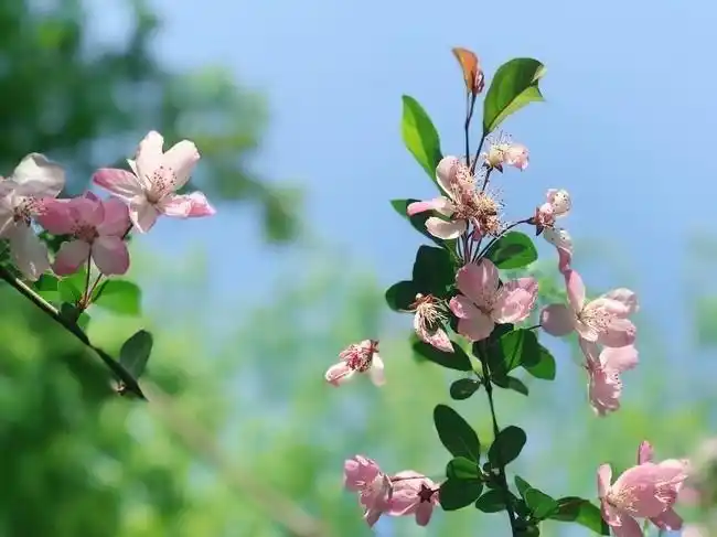 春天樱花摄影图片素材