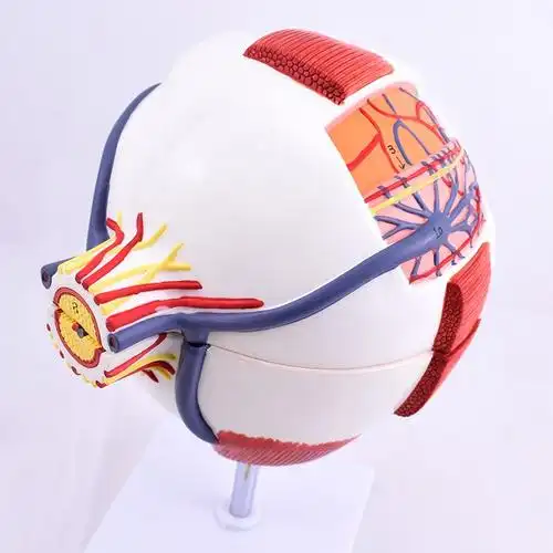 enovo颐诺版医学人体眼球解剖模型眼睛结构模型结构眼睛眼球眼角膜