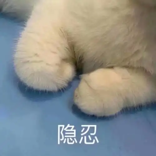 萌宠 猫星人 隐忍 我忍 搞怪 呆萌