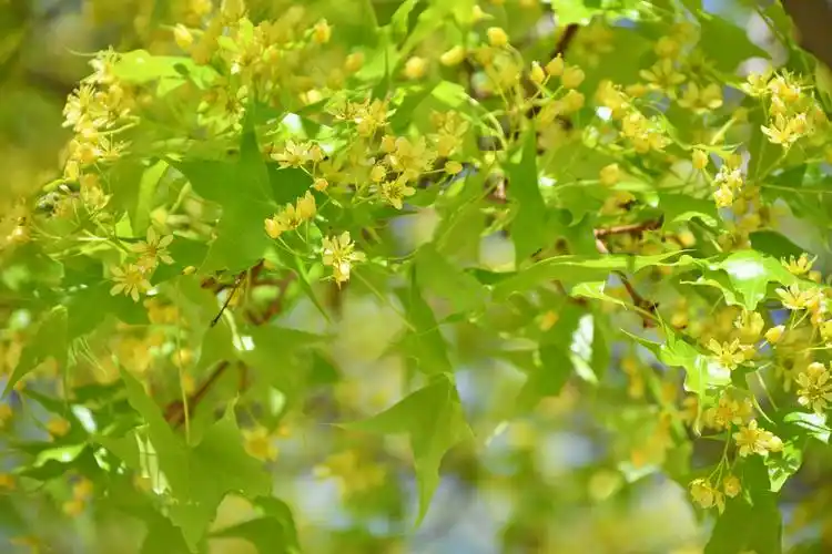 枫树花,原创拍摄|枫树|原创|拍摄_新浪新闻