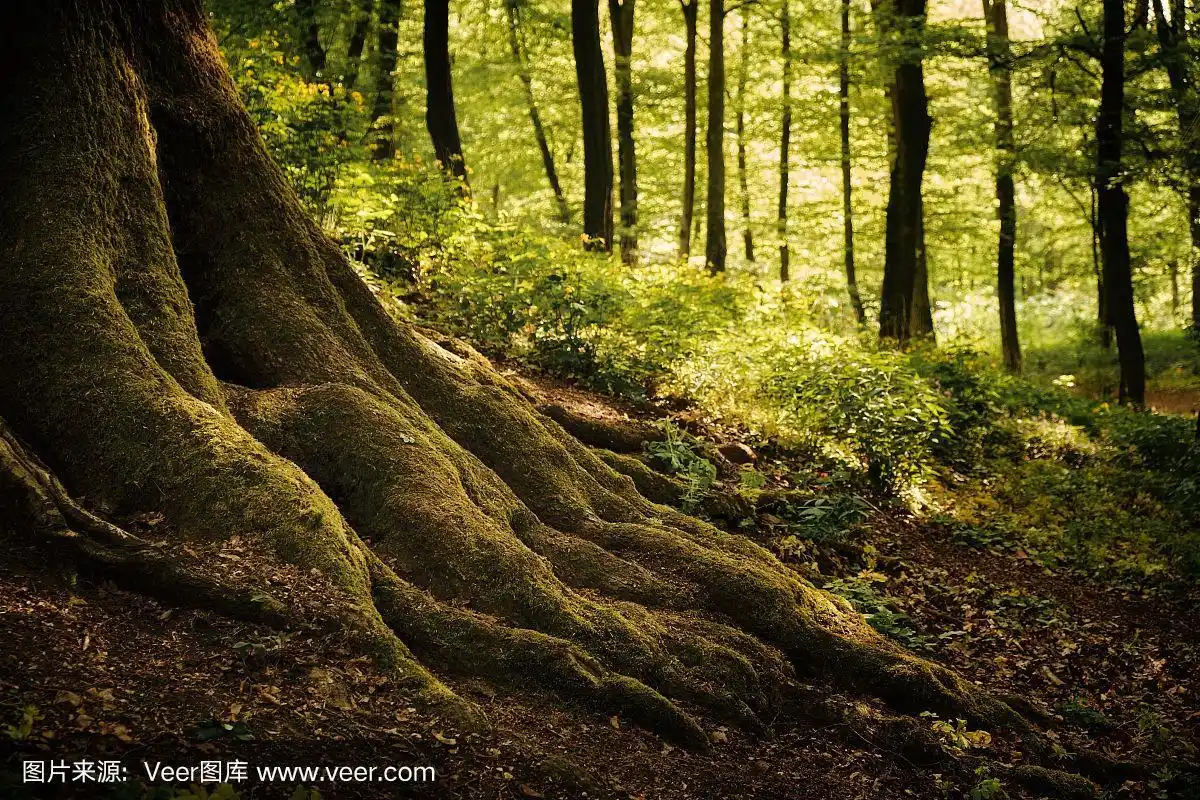 古老的大树在春天的森林里扎根