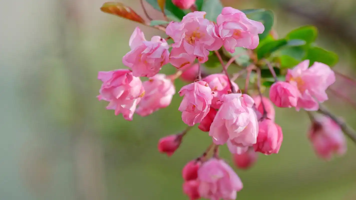 海棠花唯美摄影高清图片桌面壁纸