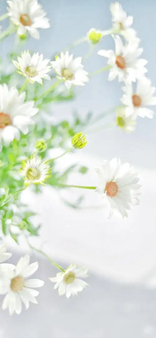 有没有小雏菊壁纸呀? - 知乎
