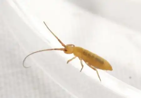 这是跳虫,生活在潮湿的环境中,以藻类或菌类为食,不咬人.