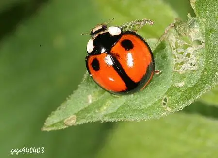 (瓢虫科)体长4.8 - 6.