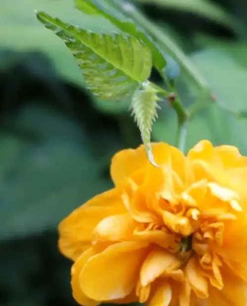 其它 高贵淡雅的棣棠花 写美篇  医药:枝叶,花(棣