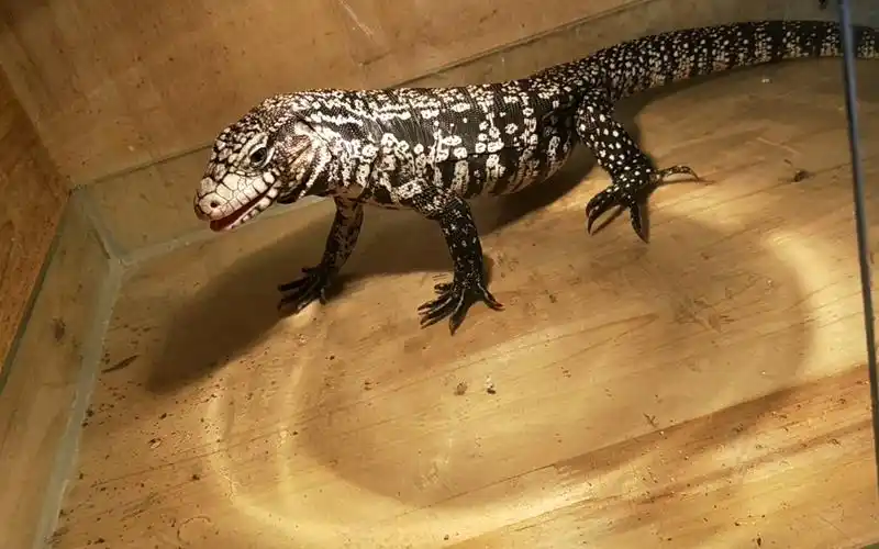 【玻璃渣君的动物朋友们】斯文的小泰加来家里的第一顿饭