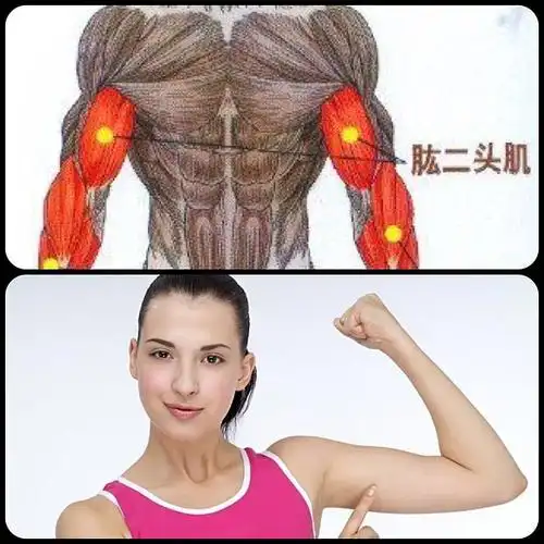 肱二头肌图示