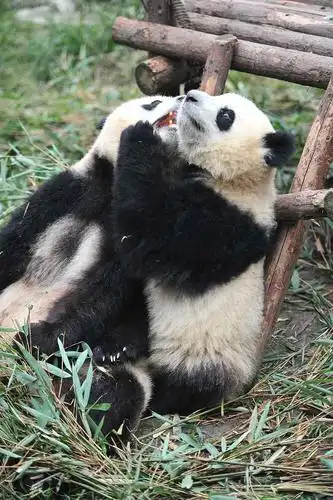 与大熊猫亲密接触