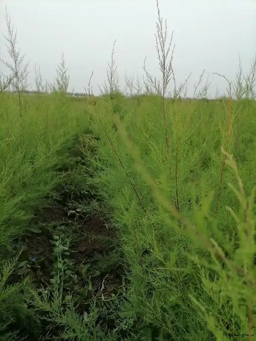 盐碱地专用苗木,柽柳苗木树苗