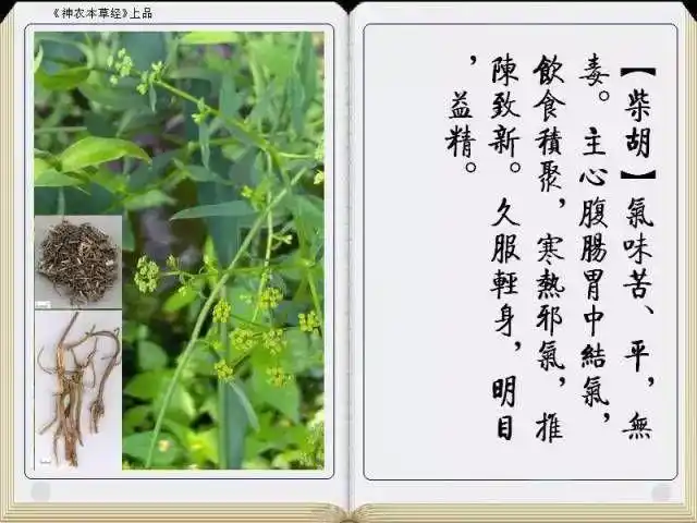 《神农本草经》全册图文