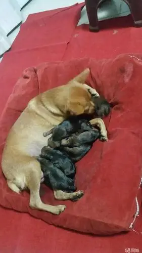 母红色父铁包金色,六只可爱小鹿犬预定