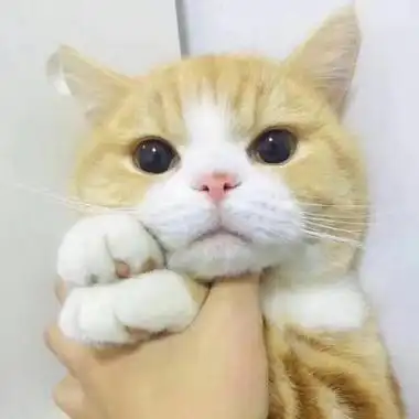 卖萌搞笑的小猫咪动物头像超可爱