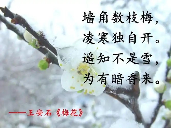 墙角数枝梅凌寒独自开遥知不是雪ppt