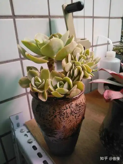 碧桃徒长怎么弄好看? - 知乎