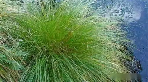 黑龙江自然教育公益课《保护湿地 滋润生命》开课啦!_靰鞡