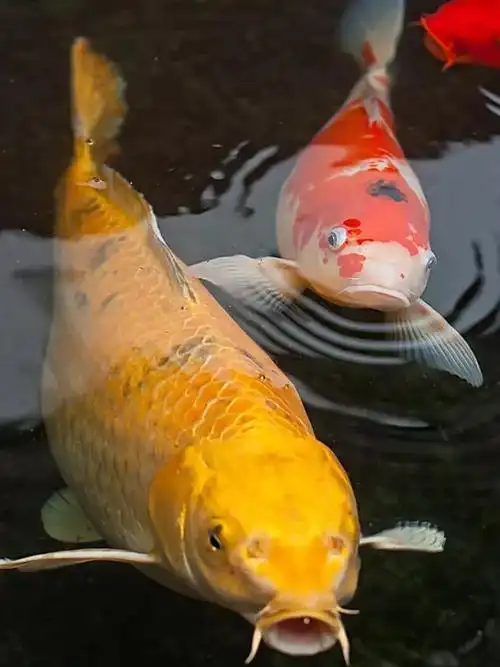 锦鲤来啦78快来接收766的好运