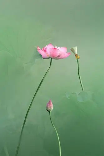 何不荷对荷花情有独钟拍荷花矢志不渝