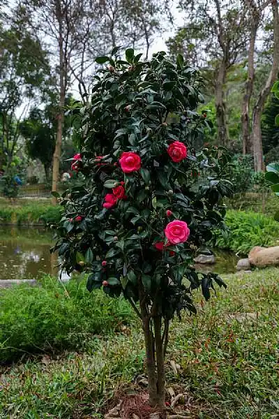深圳园博园第十届茶花展卫星地图高清地图