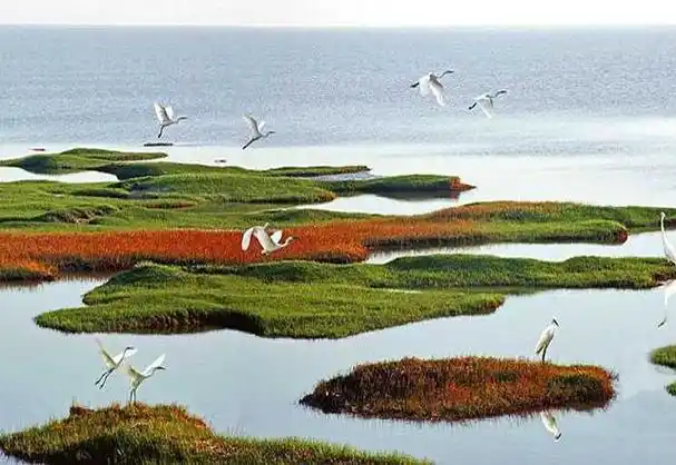 "红地毯"是黄河口,辽河口独特的湿地自然景观之一,也是东营,盘锦,营口