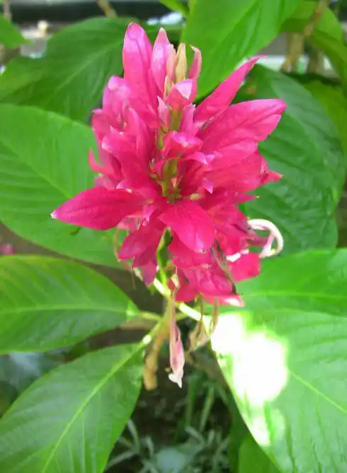 如图株顶开一串粉红花的植物叫什么?