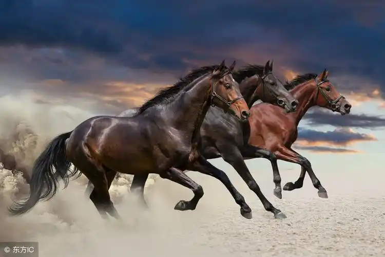 属马的,喜欢奔跑的马,更喜欢他的精神