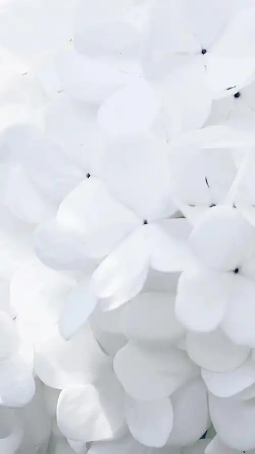 唯美白色系小清新静物