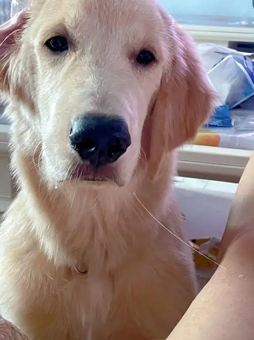 小狗勾的口水居然能拉丝04