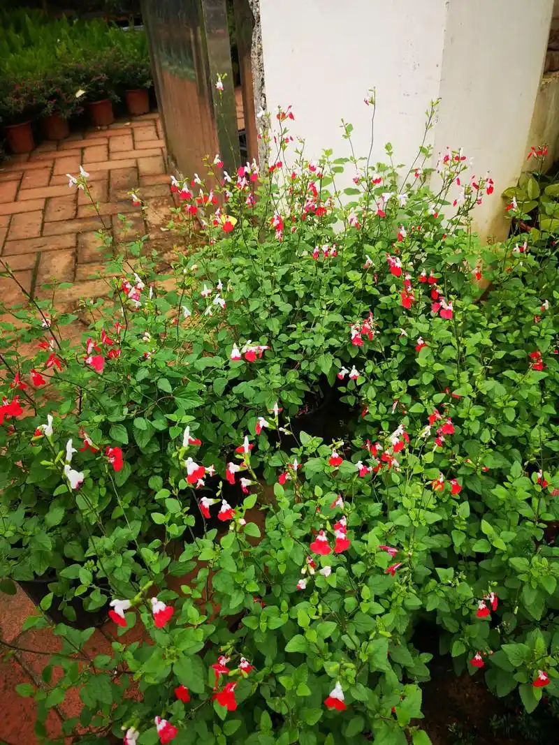 秋冬依旧盛开的樱桃鼠尾草