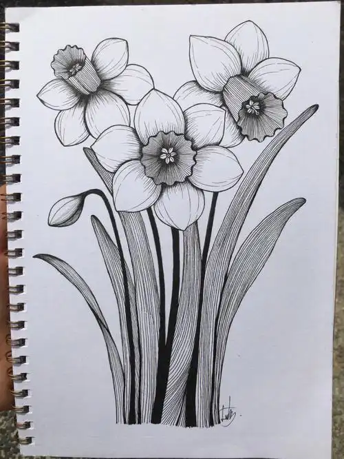 控笔练习75100洋水仙植物线描