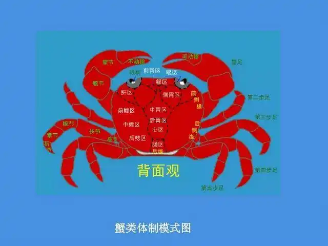 大闸蟹的生物学特性(二)