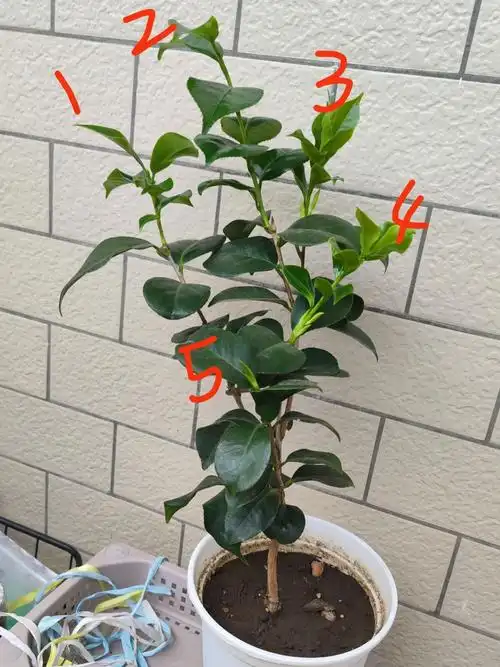 现在还是修剪的时候吗?#养花#植物#绿植#盆栽植物#山茶花#茶花#白茶花