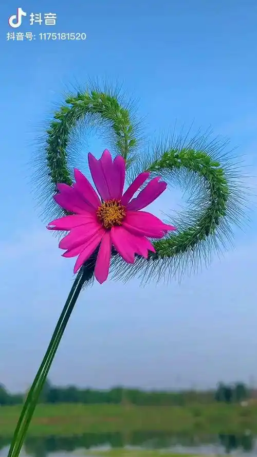 治愈系风景清晨第一缕阳光早安一花一草一世界开启美好一天