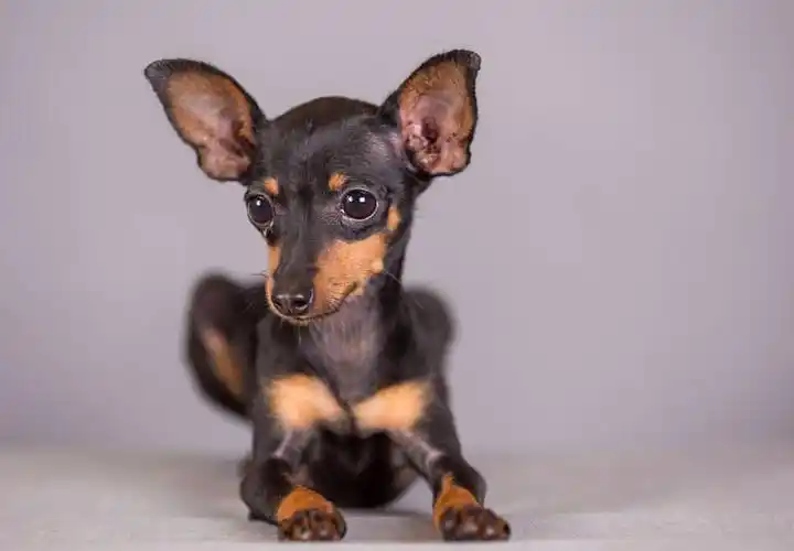 1,小鹿犬价格:1200-3000元小鹿犬真是一种聪明健壮,活泼好动的小型犬