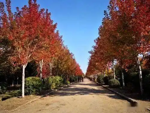 5个行道树品种分别为:榉树,重阳木,法梧桐,黄金白蜡,美国红枫.