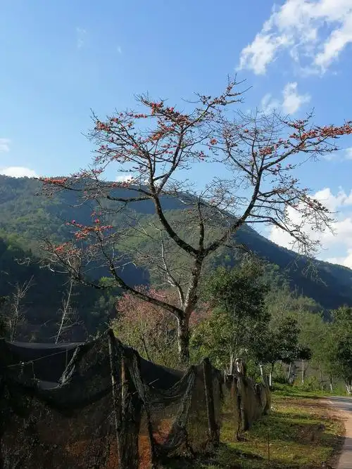 今天沿途的风景,山上茶树,路边的木棉花,桃花,和傣族民居房子,景色