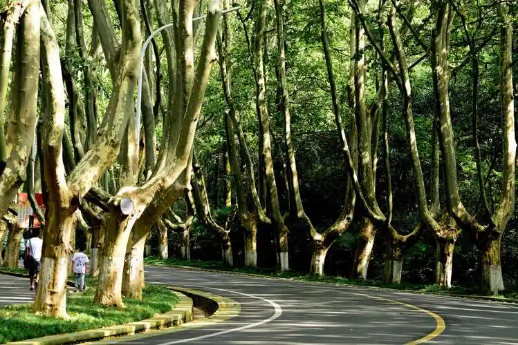 南京盛夏的行道树随拍