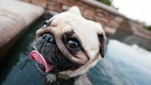 动物壁纸,狗,动物宠物,壁纸,1920x1080