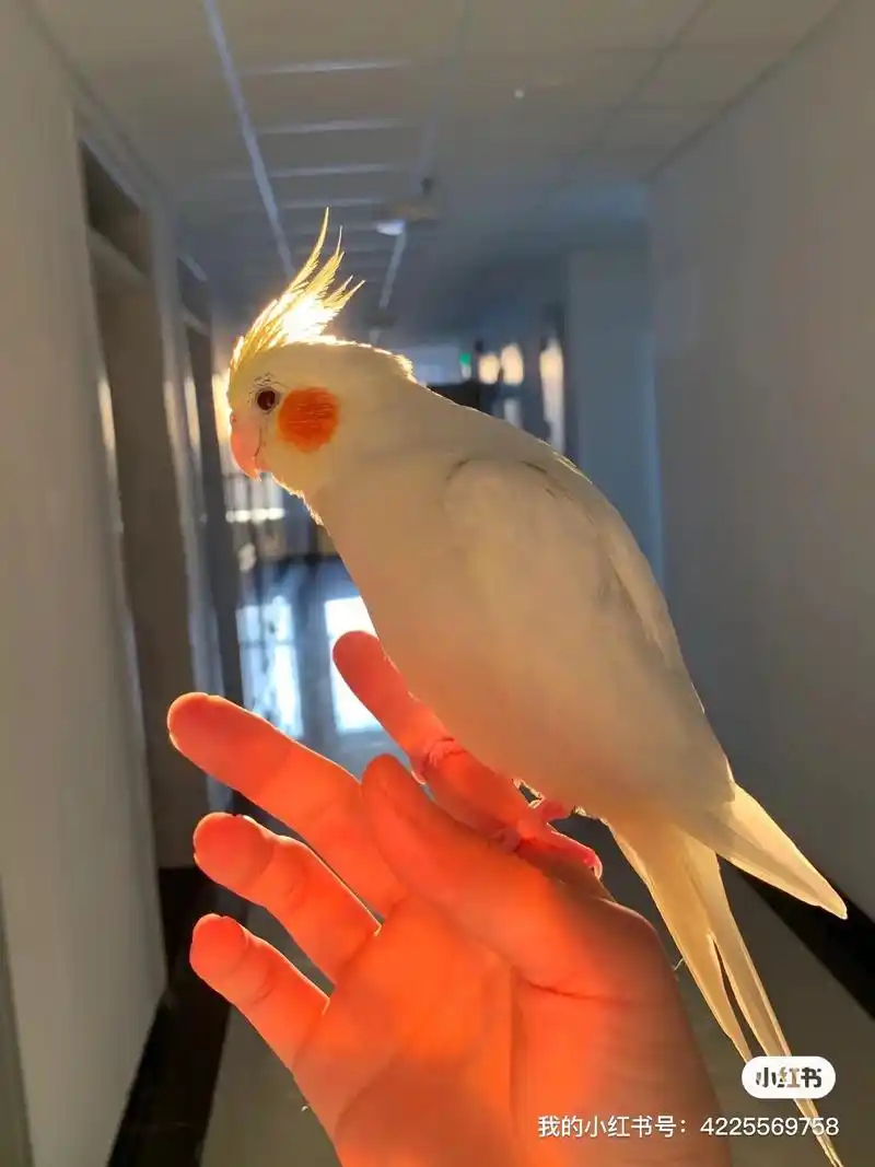 本人在河北师范大学校内丢失一只玄凤鹦鹉名叫黄豆豆, - 抖音
