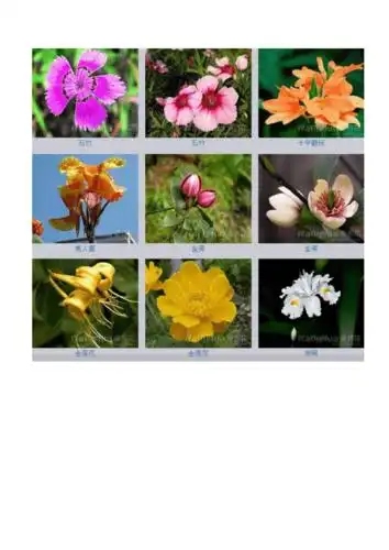 花名大全配有图doc